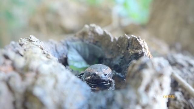 Building Above Ground Bamboo Swimming Pool for My Little Bamboo Villa смотреть онлайн