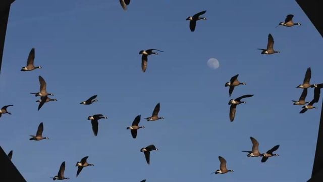 Visit the Wild Side of Corvallis смотреть онлайн