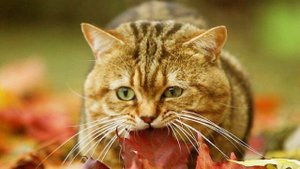 Кошки и осень. Я Не Люблю Тебя, Ты Мне Не Нужен!