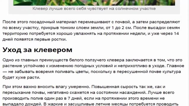 Клевер белый ползучий. Разновидности растения, правила посадки и ухода. смотреть онлайн