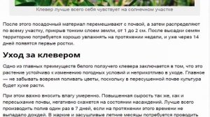 Клевер белый ползучий.  Разновидности растения, правила посадки и ухода.
