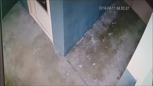 Взлет стрижа с ровной площадки