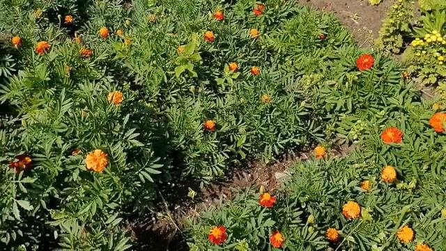 Мои цветы на клумбе. Красивая клумба цветущая все лето.Красота у дома