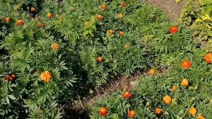 Мои цветы на клумбе. Красивая клумба цветущая все лето.Красота у дома