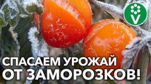 КАК ЗАЩИТИТЬ ОГОРОД ОТ ПЕРВЫХ ЗАМОРОЗКОВ?! Сделайте ТАК как можно быстрее!