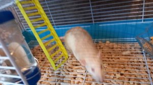 рассказ о крысах и что опасно для крысы