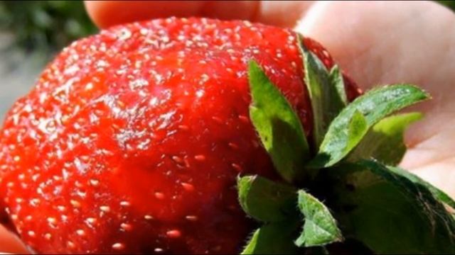Описание сорта клубники «Королева Елизавета 2»