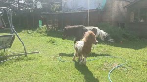 Бесилки у поняшек, Мирон и Ляля #animals #животные #пони #horse #horses #pony