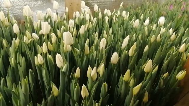 Выгонка тюльпанов к 8 марта. 18.02.23 смотреть онлайн