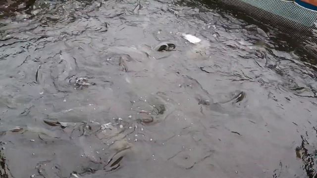 Запуск форели в усадьбе «ЗОЛОТЫЕ КАРАСИ» - 04 ноября 2020 год смотреть онлайн