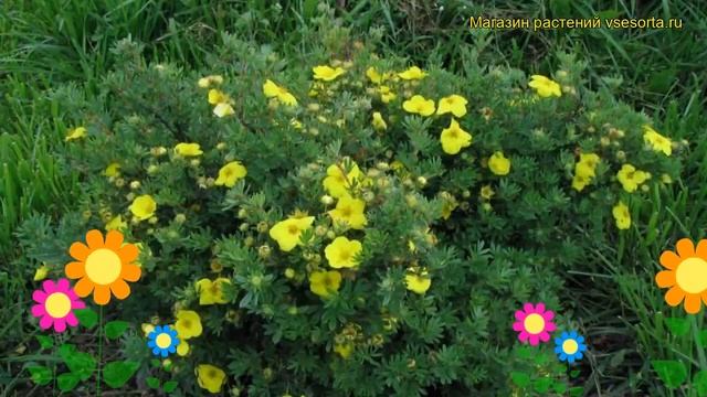 Лапчатка кустарниковая Голдтеппич. Краткий обзор, описание potentilla fruticosa Goldteppich смотреть онлайн