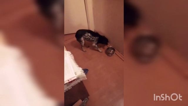 Трусиха до ужаса. Но кушать любит. смотреть онлайн