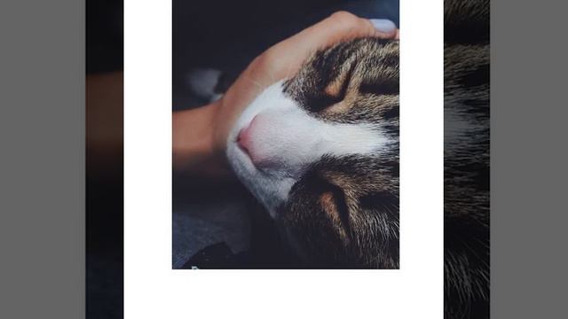 #Cat#cats#корнишРекс#серый#фото#Морис#Moris#catstagram#kitty#kornishrex#gray#cute#instacats#f4f#fo