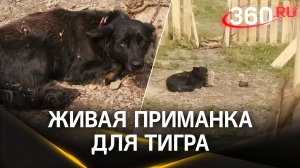 Дичь в Пластуне: зачем беременную собаку использовали для приманки тигра