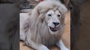 Белый лев.mp4