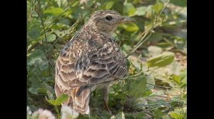 Праздник Жаворонки!.wmv