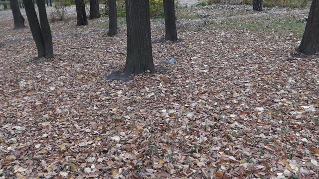 Белки в Центральном Парке культуры и Отдыха  парке Рязани