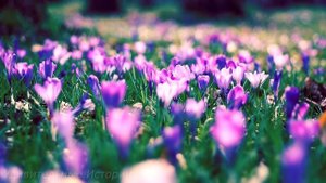 Заподозрив мужа, жена поехала на дачу. Но услышав в доме голос подруги, Маша похолодела...