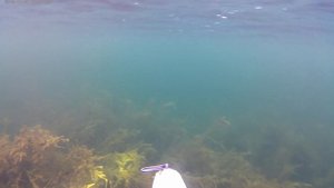 подводная охота в Бурятии шестиметровые водоросли