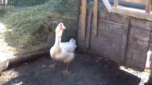 Развивающаяся гусиная ферма под самарской областью.