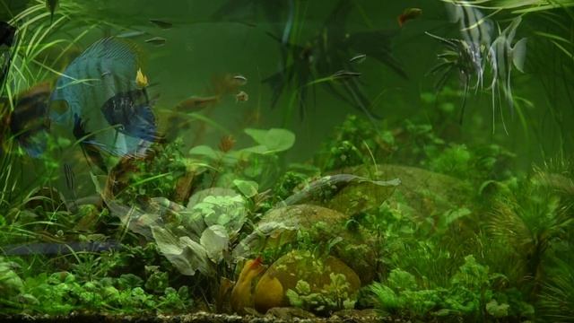 Нежный и крепкий сон,глубокий релакс и успокоение нервной системы.Аквариум.Медитация.Relax смотреть онлайн