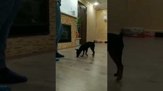 Цвергпинчер. 4 мес. Тиара. Дрессировка. смотреть онлайн