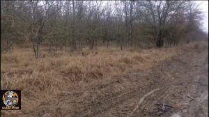 Охота на лису с гончей  РПГ султан