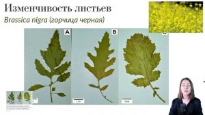 Крестоцветные: основные особенности