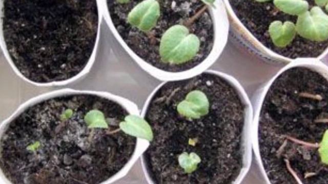 ЦЕКЛАМЕН ГУЛИНИ ПАКОЙ ДАВРИ ВА ЎРУГИДАН КУПАЙТИРИЛИШИ. смотреть онлайн