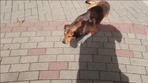 Хоста. Братья наши меньшие