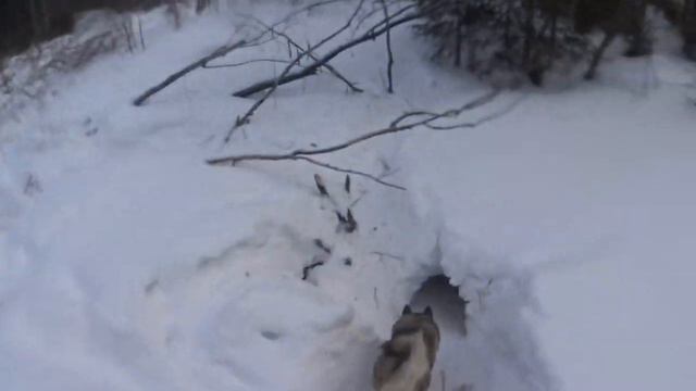 УШЁЛ В ТАЙГУ НА ЛЫЖАХ-рыбалка в таёжном ручье-ВОДЫ НЕТ! НЕТ И РЫБЫ