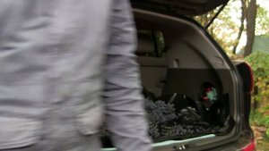 Собираю урожай винограда/Сколько можно собрать с одного куста