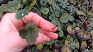 Ground Ivy: Identification and Uses