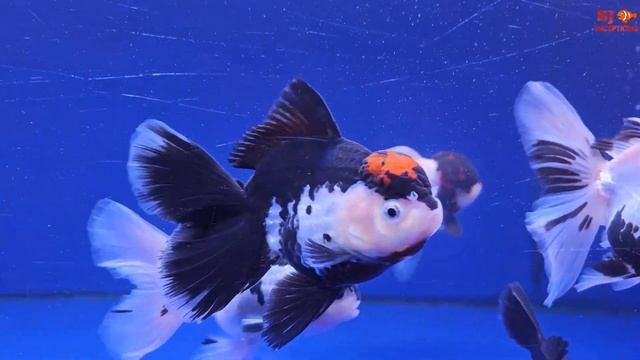 Flowerhorn and Fancy Gold Fish Stock смотреть онлайн