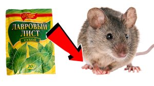Как избавиться от мышей За 3 Секунды...!!!...