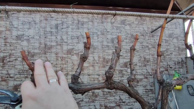 Осенняя обрезка винограда на арке. Часть 1. смотреть онлайн