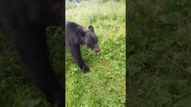 С медведицей можно договориться только за подарки.