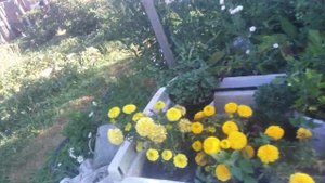 ежевика Лохтей,начало плодоношения,сигнальный урожай