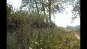 Испытатели природы: осы, птицы, люди.