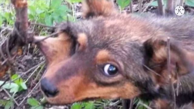 Пёс целую неделю плакал рядом с дачами, так как зацепился мордочкой за проволоку, и повис на ней смотреть онлайн