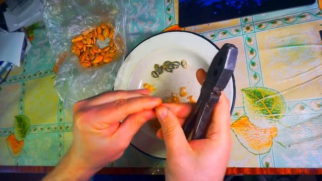 Как правильно грызть колупать тыквенные семечки не зубами, а плоскогубцами Семечки против гельминто