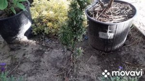 Обзор наших хвойников, декоративных кустарников и весеннее черенкование.