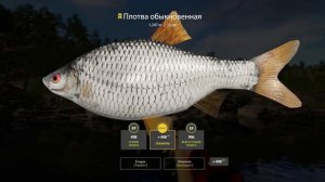 Русская рыбалка 4 / оз. Куори / Сиг куорский, палия обыкновенная, налим, плотва (трофей) 2 штуки