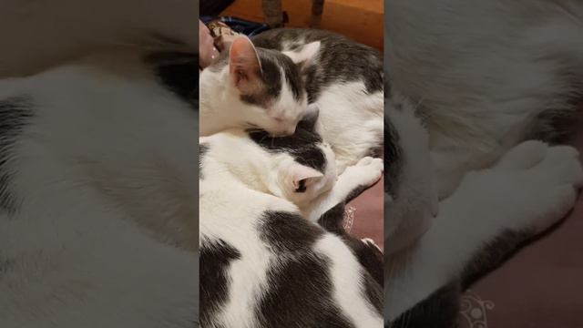 Мяу муррр котики в добрые руки смотреть онлайн