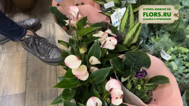 #36 Обзор новой поставки комнатных растений | Фикусы, папоротники, необычные драцены и аглаонемы