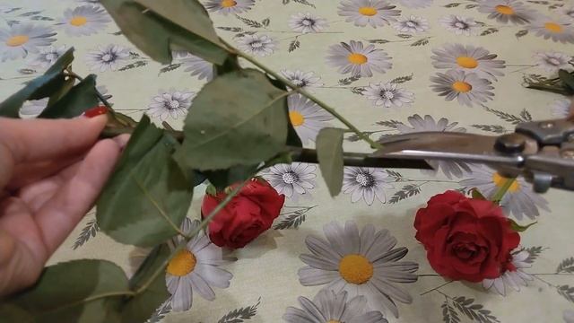 8 простых ШАГОВ по укоренению РОЗЫ из БУКЕТА ?8 simple STEPS for rooting a ROSE from a BOUQUET смотреть онлайн
