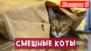 ПРОТРИКОТА ВЫПУСК 6. БЕЗ КОТА И ЖИЗНЬ НЕ ТА 😁