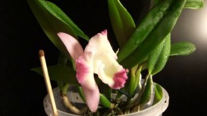 Орхидея Sophrocattleya Cherry Bee ' Nice Heart ' ORCHIDS