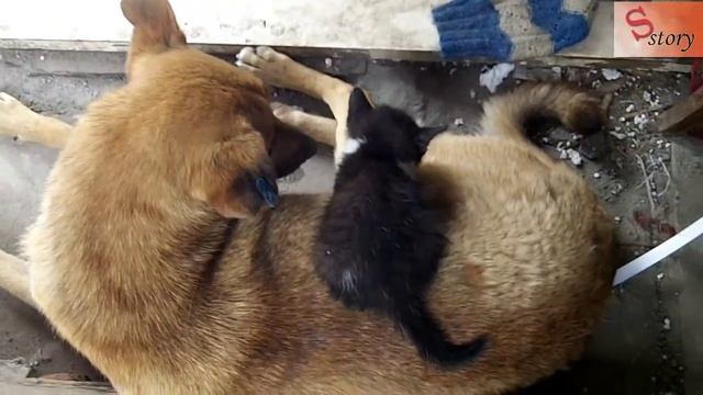 собака и котёнок смотреть онлайн