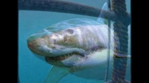 Акулы- ЛЮДОЕДЫ!!!
